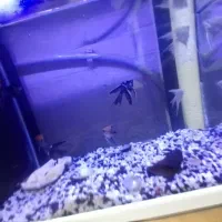 آکواریوم با تمام امکانات و ماهی|ماهی|رشت, حسین آباد|دیوار