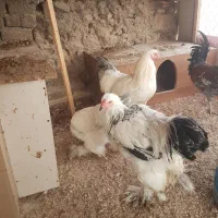 مرغ وخروس برهما|حیوانات مزرعه|بومهن, |دیوار