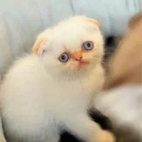 اسکاتیش گلدن پوینت|گربه|رشت, منظریه|دیوار