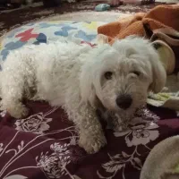 سگ نره دوساله برای نگه جای نگه دارشوندارم|سگ|مشگین شهر, |دیوار