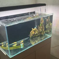 اکواریوم ریملس ۱۰ میل|ماهی|قرچک, باقرآباد|دیوار