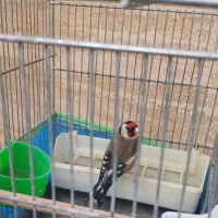 سهره دهن لر