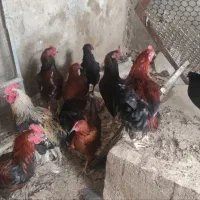 مرغ و خروس