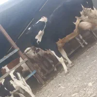 گاو شیری هلشتاین با گوساله