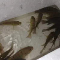 بچه ماهی تیلاپیا|ماهی|چهاردانگه (تهران), |دیوار