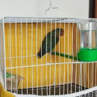 طوطی برزیلی و قفس با تجهیزات