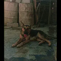 سلام یک جفت نر وماده ژرمن|سگ|زابل, |دیوار