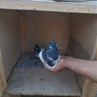 جفت کله سیاه و دو جوانه کاکلی|پرنده|فردوس (خراسان), |دیوار