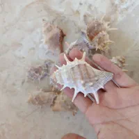 انواع ستاره وصدف دریایی|صنایع دستی و سایر لوازم تزئینی|برازجان, |دیوار