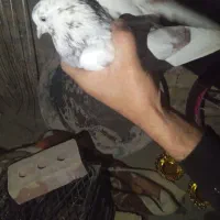 کبوتر