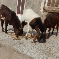 نربز|حیوانات مزرعه|زاهدان, |دیوار