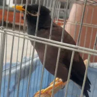 مرغ مینا سخنگو پر حرف