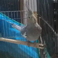 عروس هلندی ماده