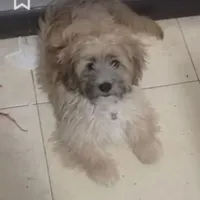سگ گمشده .همرا با مژدگانی