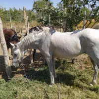 اسب تیپ دار بقیمت