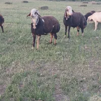 فروش قوچ