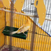 قناری نر سرخ|پرنده|سیرجان, |دیوار