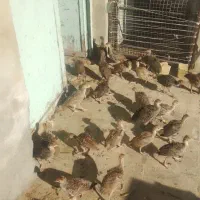 جوجه بوقلمون برنز