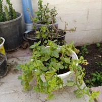 گل طبیعی|گل و گیاه طبیعی|سبزوار, شرق کال میانی|دیوار
