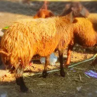 دوراس گوسفندافشارجوان ازقوچ درآمده مخصوص داشتی