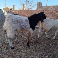 بزغاله چاق فروشی