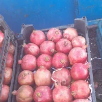 یک تن انارتوسبدآماده واسه آماده نونیسان