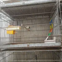 1000000|پرنده|قم, نوبهار|دیوار