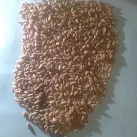 فروش گندم بذری آذر ۲