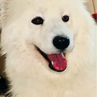 سگ سامویید بازیگوش