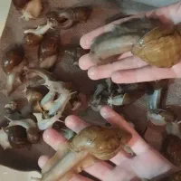 حلزون|خزنده|ملایر, |دیوار