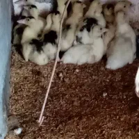 جوجه اردک اسرائیلی|حیوانات مزرعه|رشت, حومه رشت|دیوار