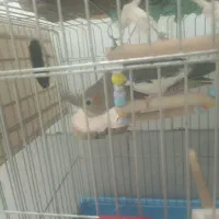 عروس هلندی جفت مولد|پرنده|تهران, شهرک شریفی|دیوار