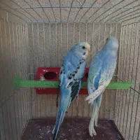 طوطی برزیلی ، مرغ عشق