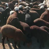 بره بزغاله میش گوسفند بز نذری عقیقه|حیوانات مزرعه|خمینیشهر, |دیوار