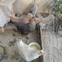 مرغ تخم گذار جوان