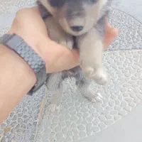 سگ نژاد دار چشم رنگی