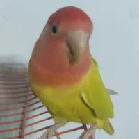 طوطی برزیلی ماده اوپال آماده