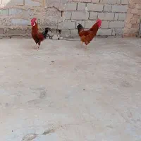 دو عدد خروس یکی محلی یکی هلندی