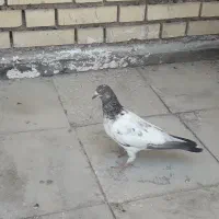 جوج کفتر شیخی