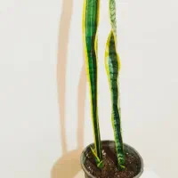 زاموفیلیا ی بلک|گل و گیاه طبیعی|سرپل ذهاب, |دیوار