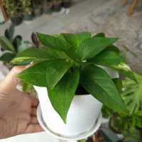 گیاه پتوس منجولا و زعفرانی|گل و گیاه طبیعی|شاهینشهر, شهرک هشت بهشت|دیوار