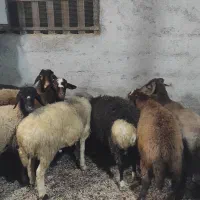 فروش بره گوسفند نر|حیوانات مزرعه|رویان, |دیوار