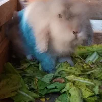 خرگوش  لوپی