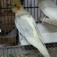 عروس هلندی لوتینو دوکت گمشده در نسیم شهر|حیوانات|نسیمشهر, |دیوار