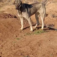 سگ ماده