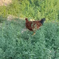 خروس بومی