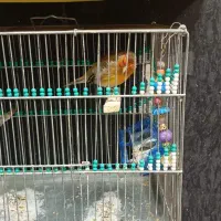 سهره قناری درجه ۱ مست