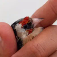 جوجه سهره و سهره دورگ قناری