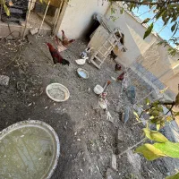 خروس لاری/خروس/مرغ محلی/مرغ لاری/اردک|حیوانات مزرعه|هشتگرد, فاز ۳ مهستان|دیوار