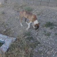 سگ گمشده